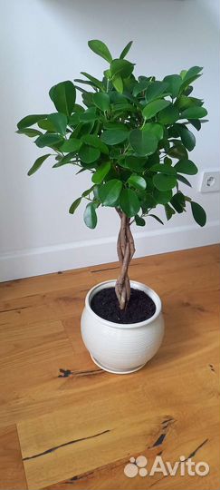 Фикус плетеный Мокламе 65 см