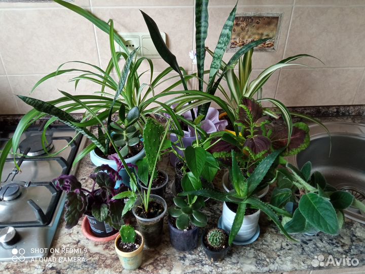 Комнатные растения - красивые и разные