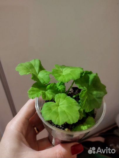 Пеларгония Elmsset