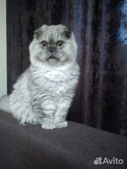 Котик вислоухий