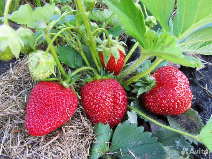 Саженцы виктории (садовой клубники)