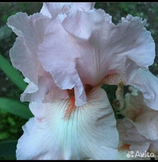 Ирисы сортовые бородатые