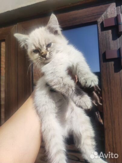Котята в добрые руки. бесплатно
