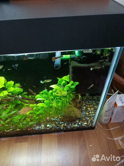 Аквариумные рыбки