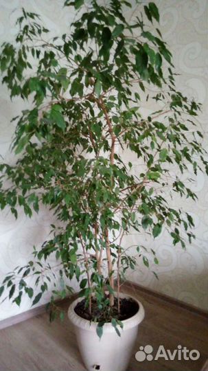 Фикус бенджамина большой