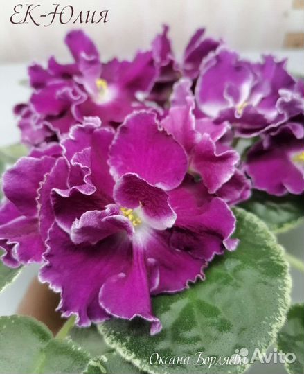 Фиалка укорененный лист