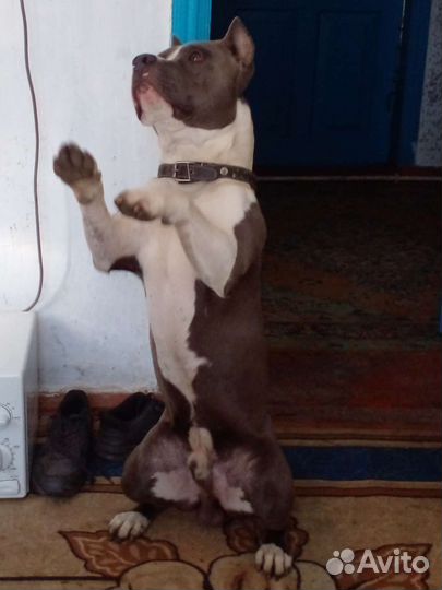 Амстафф вязка