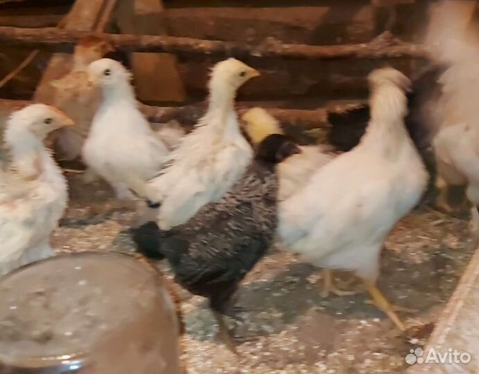 Цыплята микс,индоутята с мамами, инкуб. яйцо