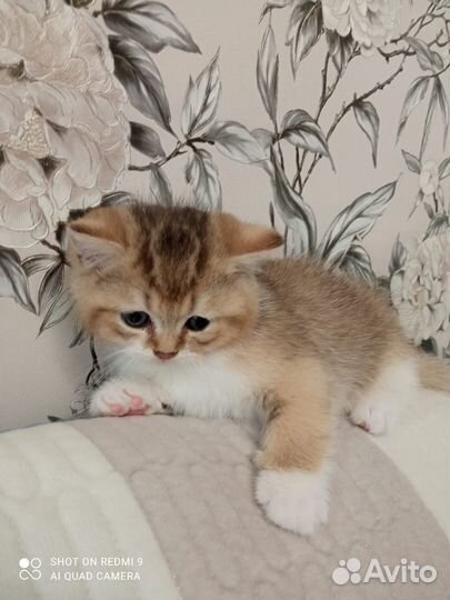 Британский золотой котик