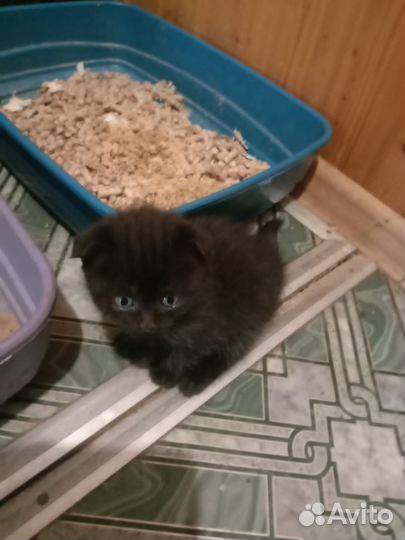 Шотландские котятки