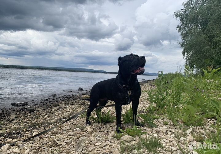 Бандог вязка