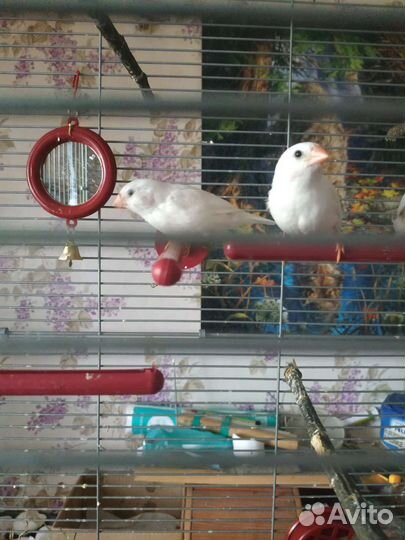 Зебровые амадины