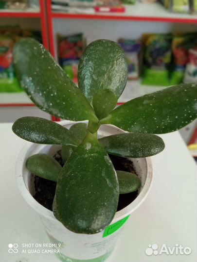 Продам комнатные растения