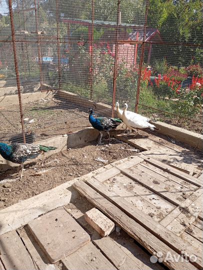 Павлины черноплечие