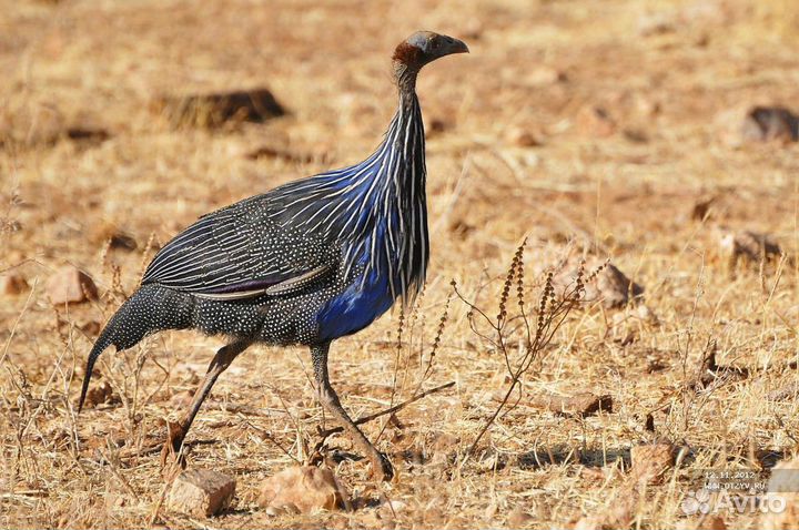 Грифовая цесарка