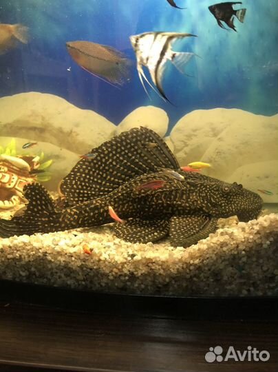 Парчовый сом