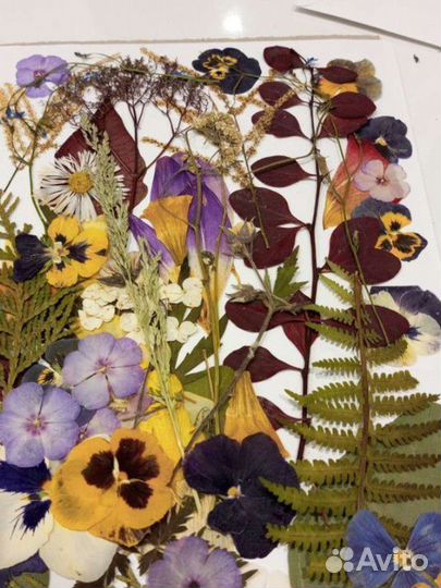 Сухоцветы для творчества, гербарий