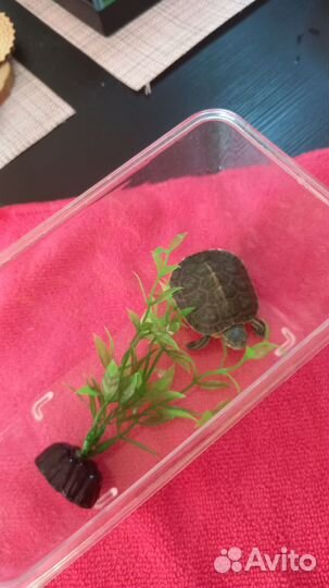 Красноухая черепашка