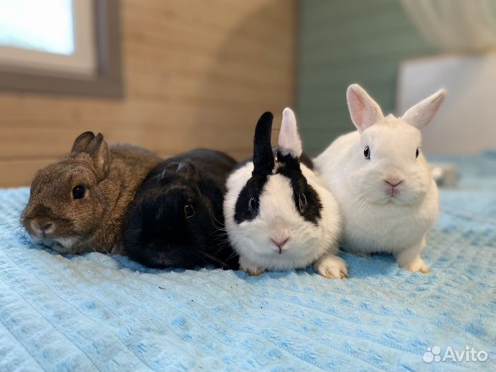 Кролики в добрые руки