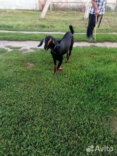 Козлик Нубийский