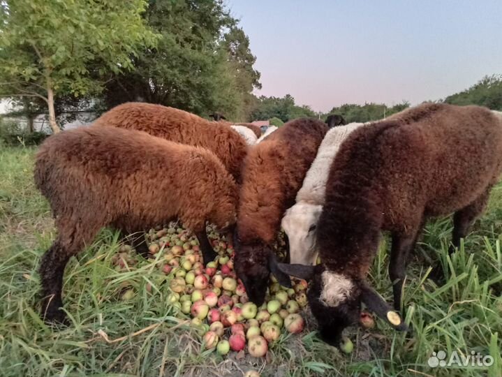 Баран, овцы и ягнята