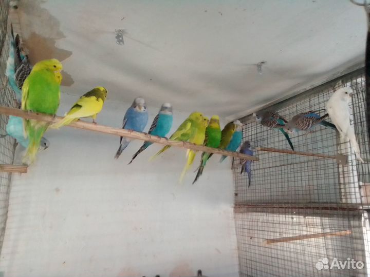 Продам попугая