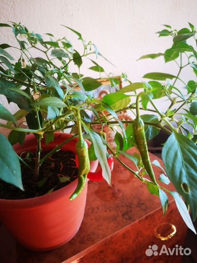 Семена Кайенского перца