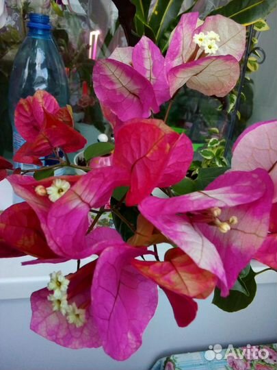 Сортовые бугенвиллии