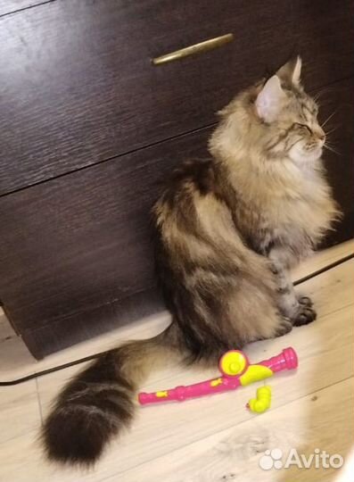 Мейн-кун девочка