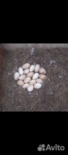 Инкубационное яйцо гусей холмогоров