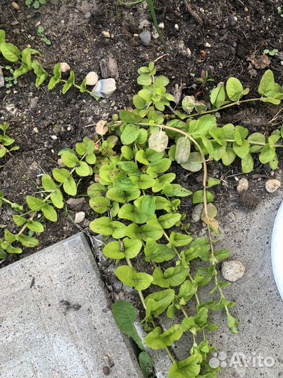 Вербейник монетчатый