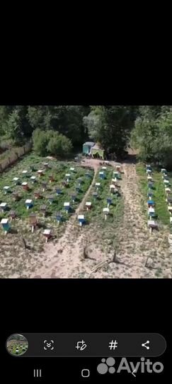 Перга пчелиная