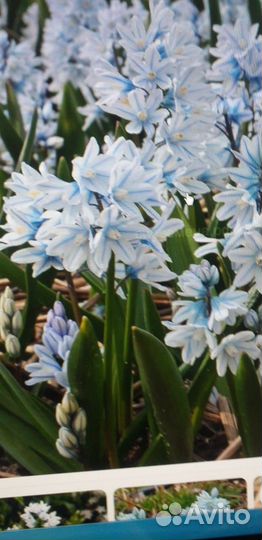 Первоцветы многолетние