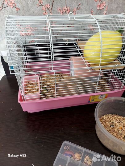 Сирийский хомяк с клеткой