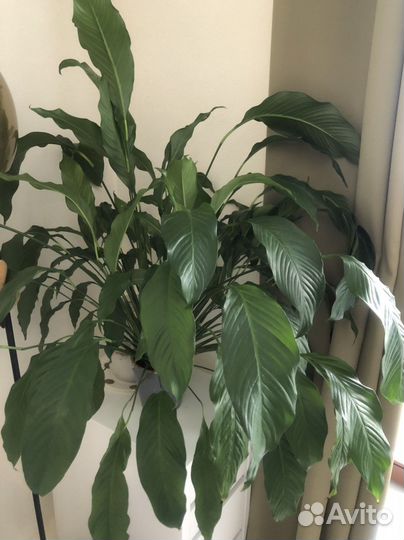 Спатифиллум