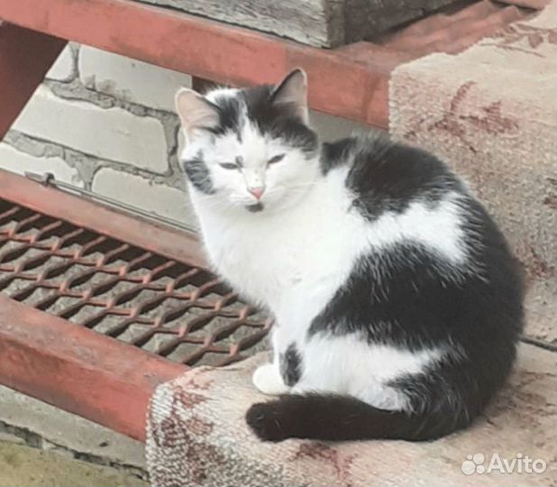 Отдам бесплатно кошечку