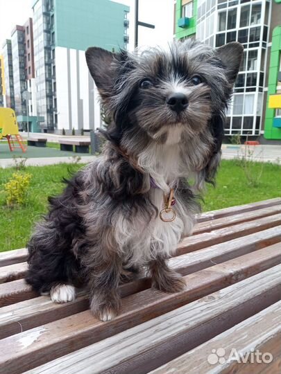 Йоркширский терьер щенки