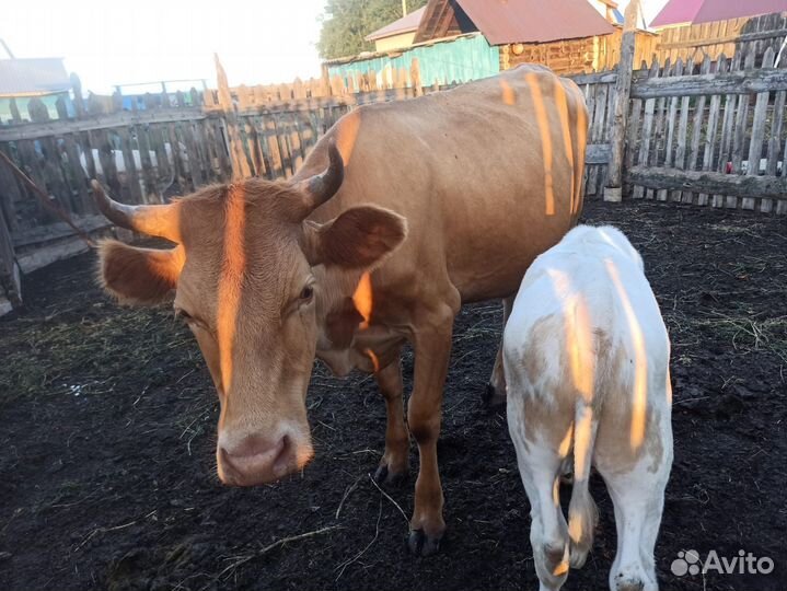 Корова дойная с теленком