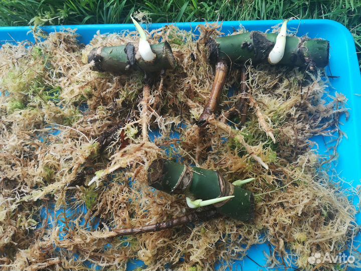 Монстера, диффенбахия