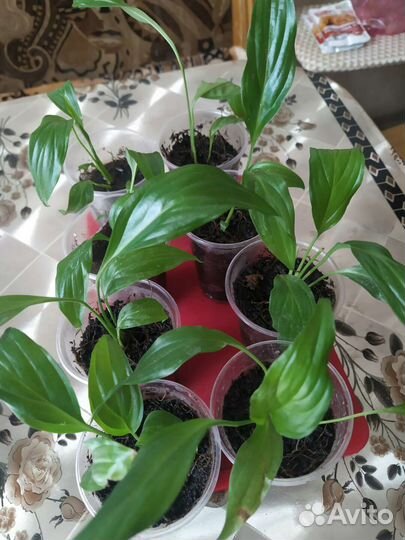 Спатифиллум