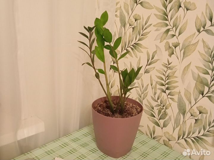 Замиокулькас