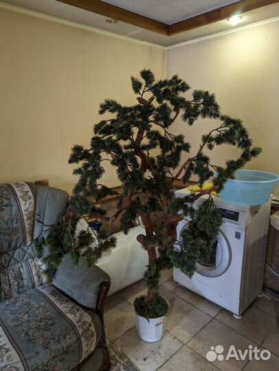 Декоративные деревья