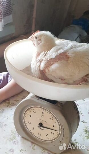 Мясо домашнего бройлера