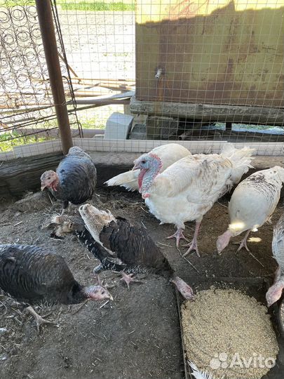 Инкубационное яйцо индейки домашней