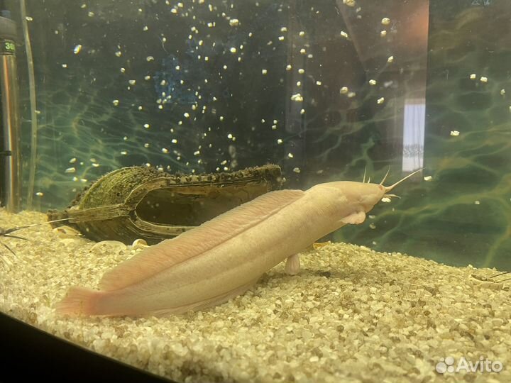 Аквариумные рыбки