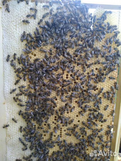 Пчелосемьи, пчелопакеты, пчелы, зимовалые матки