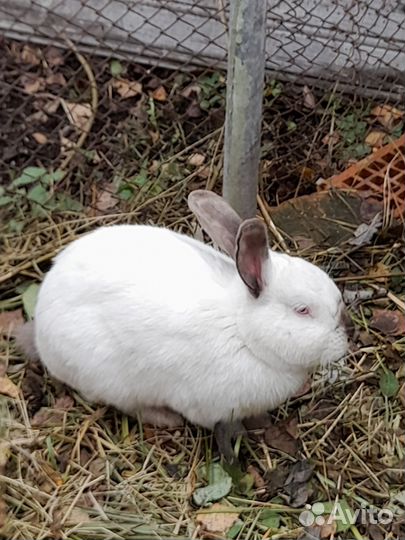 Кролик самец
