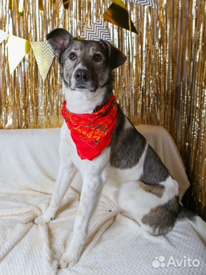 Заберите красавца из приюта