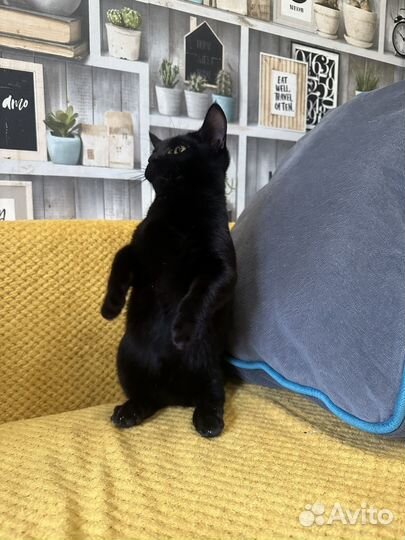Котята манчкин