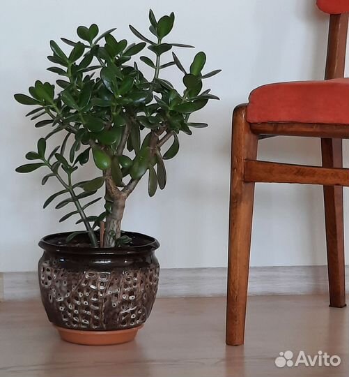 Крассула толстянка